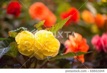 Nabana no Sato 68602844