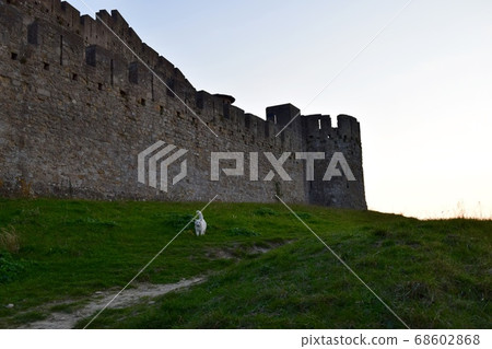 White cat appeared in Carcassonne castle White cat appeared in Carcassonne castle 68602868