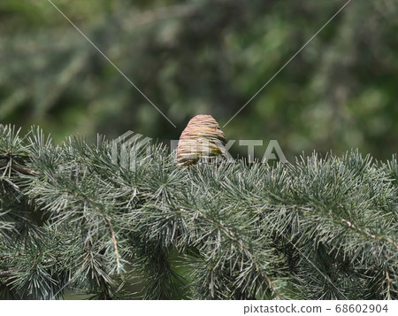 Cedar sphere 68602904