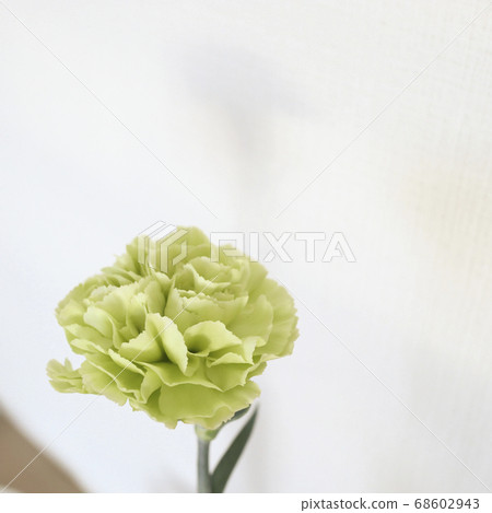 黃綠色康乃馨 68602943
