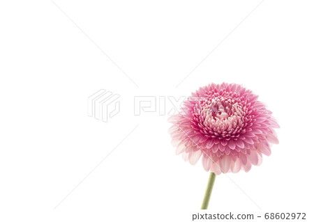 粉色非洲菊白色背景 68602972