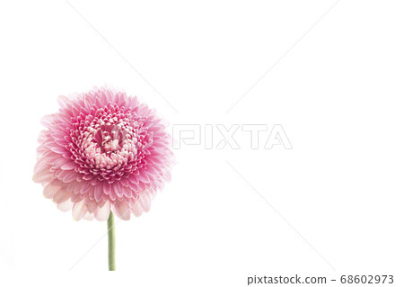Pink gerbera white background 68602973