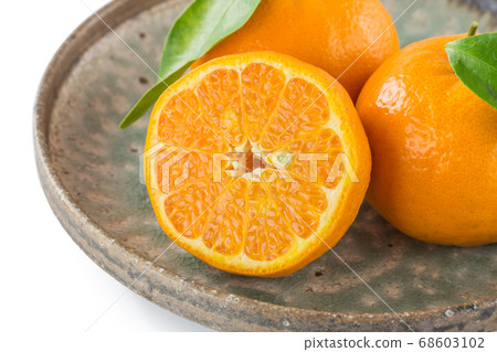 紀州成熟的kan柑葉 68603102