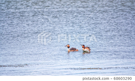 Two waterfowl birds Great Crested Grebes swim in the lake Two waterfowl birds Great Crested Grebes swim in the lake 68603290