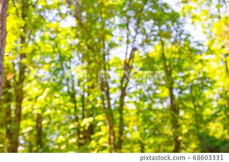 Blur nature green trees park with bokeh sunlight abstract background. Blur nature green trees park with bokeh sunlight abstract background. 68603331