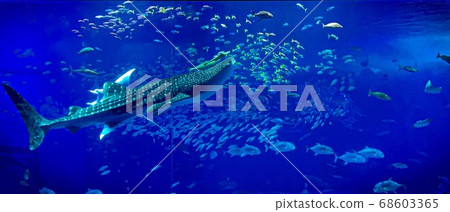 沖繩美麗海水族館 沖繩美麗海水族館 68603365