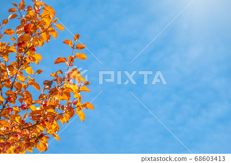 Apple tree branches with yellow leaves in autumn against a blue sky 68603413