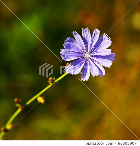 Bright flowers of chicory. Background for summer landscape. (Cichorium intybus) Healing herbs. Bright flowers of chicory. Background for summer landscape. (Cichorium intybus) Healing herbs. 68603907