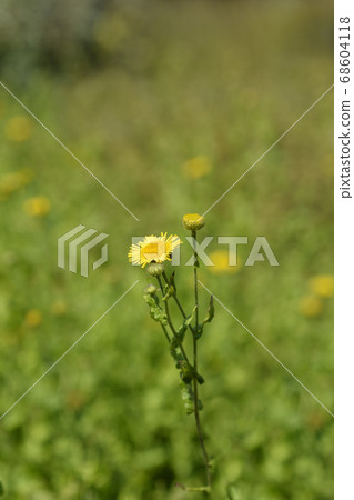 Small fleabane 68604118