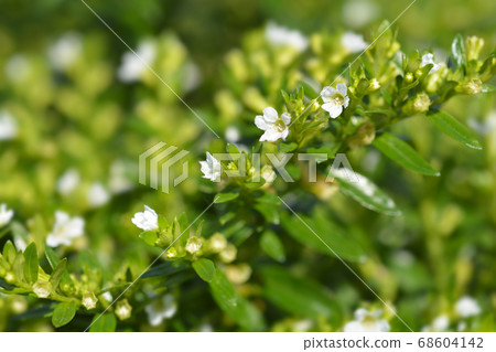 False heather False heather 68604142