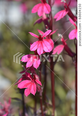 Cardinal flower 68604150