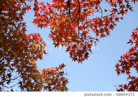 Inuyama Yurakuen autumn scenery (national treasure tea room Ryoan) 68604151