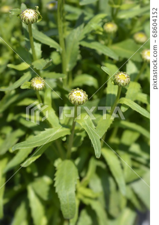 Shasta daisy Snow Lady Shasta daisy Snow Lady 68604152