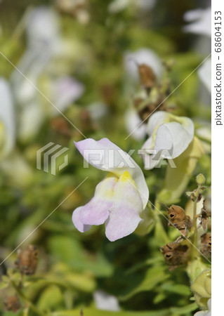 Snapdragon flowers 68604153