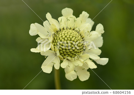 Giant scabious 68604156