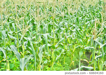 [Corn field] 68604160