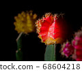 Cactus (scarlet peony) illuminated by spotlight 68604218