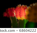 Cactus (scarlet peony) illuminated by spotlight 68604222