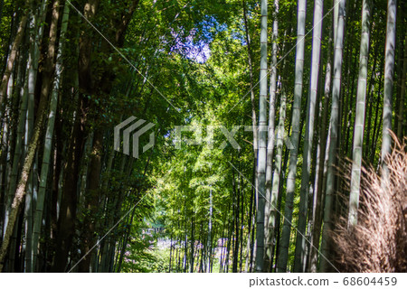 京都嵐山的竹林小徑 京都嵐山的竹林小徑 68604459