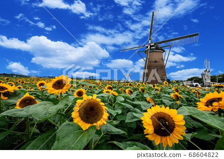 Sunflowers and windmills Sunflowers and windmills 68604822