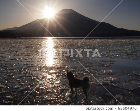 Diamond Fuji and Shiba Inu Diamond Fuji and Shiba Inu 68604976