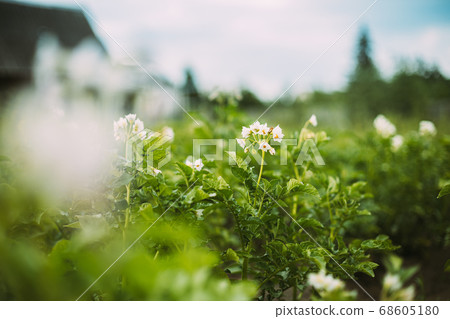 Flowering Blooming Green Vernal Sprouts Of Potato Plant Or Solanum Tuberosum Growing On Plantation In Spring Summer Flowering Blooming Green Vernal Sprouts Of Potato Plant Or Solanum Tuberosum Growing On Plantation In Spring Summer 68605180
