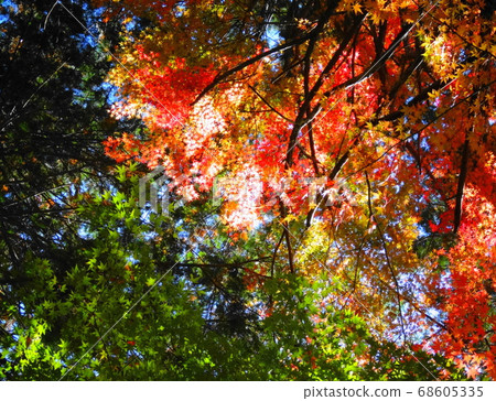 Arashiyama Gorge 072, the autumn leaves of the transmitted light of the maple of three colors of red, yellow and green against the blue sky Arashiyama Gorge 072, the autumn leaves of the transmitted light of the maple of three colors of red, yellow and green against the blue sky 68605335
