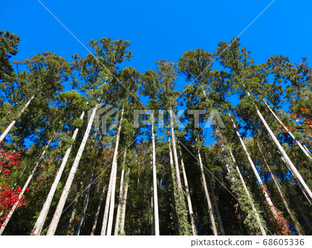 Arashiyama Gorge 062, a straight cedar forest towering towards the deep blue sky Arashiyama Gorge 062, a straight cedar forest towering towards the deep blue sky 68605336
