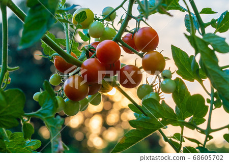 Tomato field at sunset 68605702