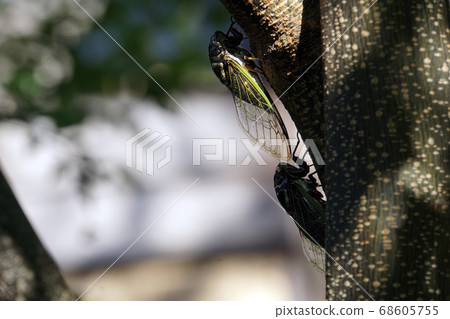 在夏天的午後棲息在樹上的蟬 在夏天的午後棲息在樹上的蟬 68605755
