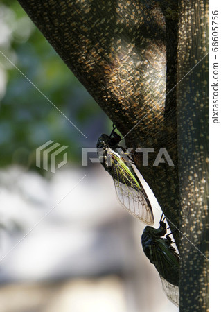在夏天的午後棲息在樹上的蟬 在夏天的午後棲息在樹上的蟬 68605756