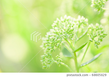 Close-up plant with a blurred green natural background 68605829