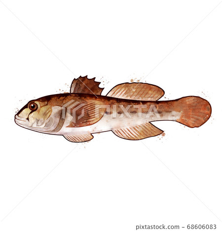 Goby, watercolor isolated illustration of a fish. 68606083