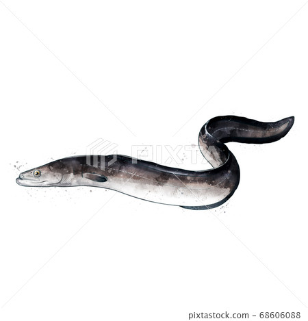 Eel, watercolor isolated illustration of a fish. 68606088