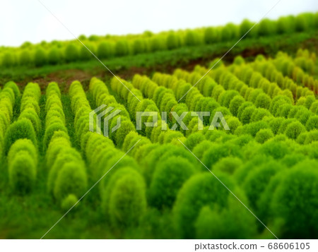Well-ordered mofu-mofu green kokia (broom grass) 185 68606105