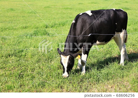 Holstein cattle Holstein cattle 68606256