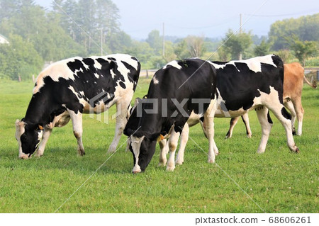 Holstein cattle Holstein cattle 68606261