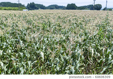 大分縣武田市Sugo玉米田 大分縣武田市Sugo玉米田 68606309