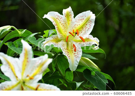 7月，茨城縣板條市的水鄉市民森林裡盛開的山百合花。 68606485