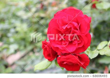 盛開的紅玫瑰Ulmer Muenster 盛開的紅玫瑰Ulmer Muenster 68606493