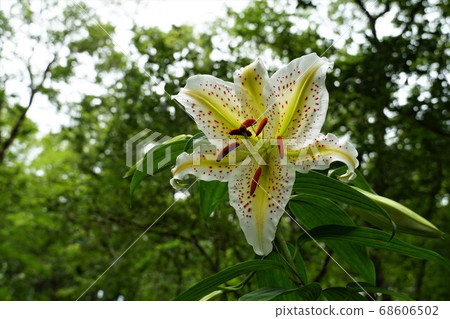 7月，茨城縣板條市的水鄉市民森林裡盛開的山百合花。 68606502