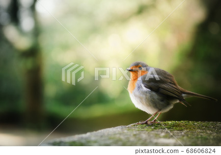 Cute small european robin bird Cute small european robin bird 68606824