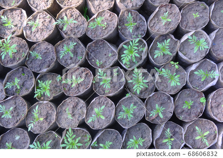 top view of many young plant trees in nature 68606832