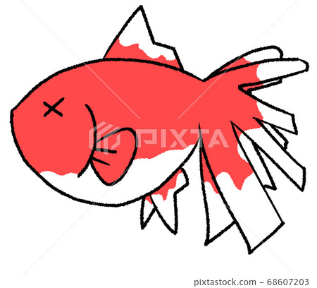 尾腐金魚 尾腐金魚 68607203