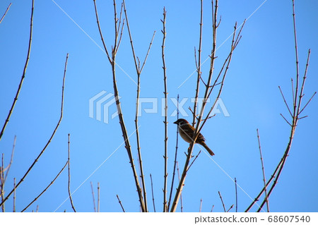 Sparrow and blue sky background 68607540