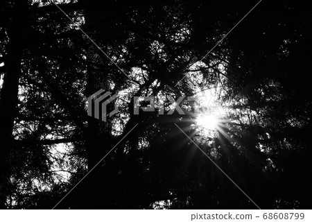 Light that shines into the forest 68608799