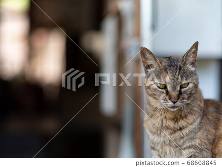 Landscape with a cat Landscape with a cat 68608845