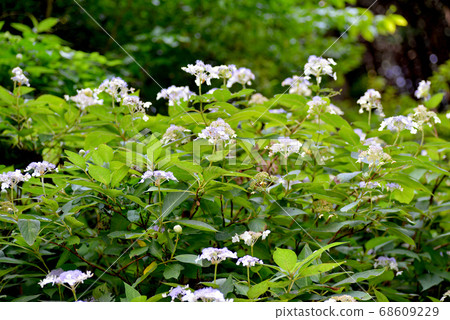 Tama Hydrangea, a flower that fits in the midsummer 68609229