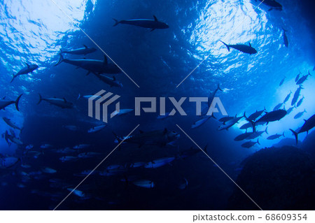 水下景觀 68609354