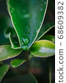 green leaf agains shallow depth of field for background 68609382